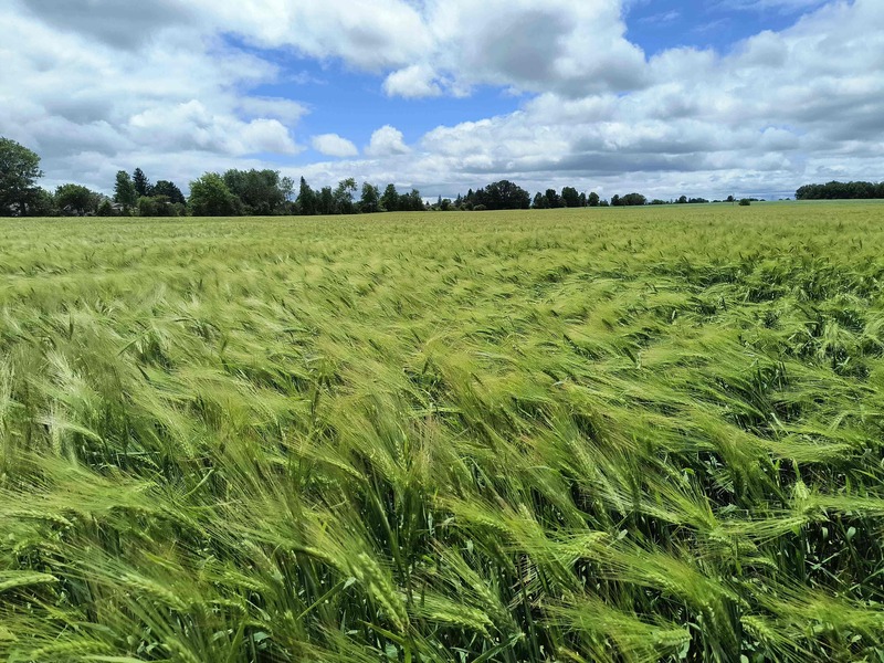 Spring Barley