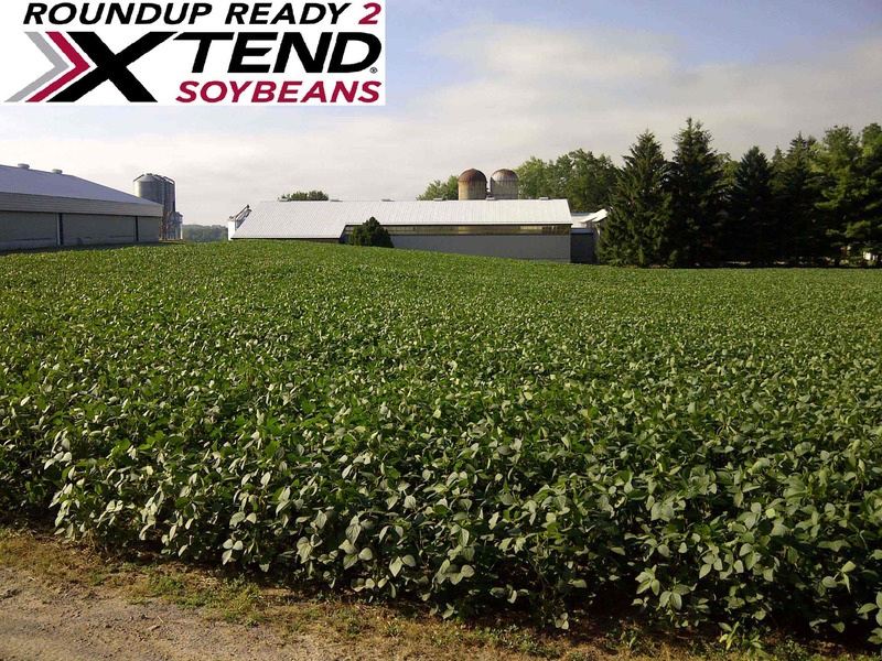 Xtend Soybeans