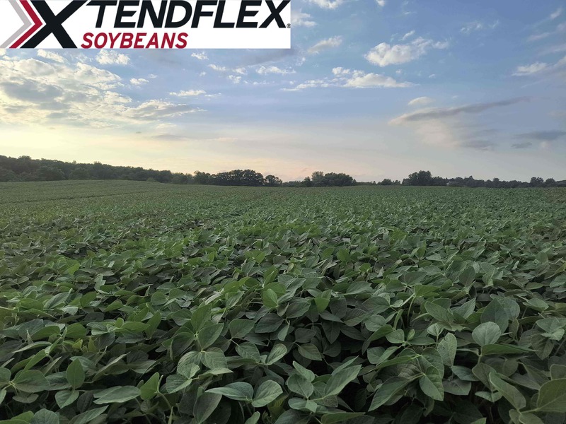 XtendFlex Soybeans